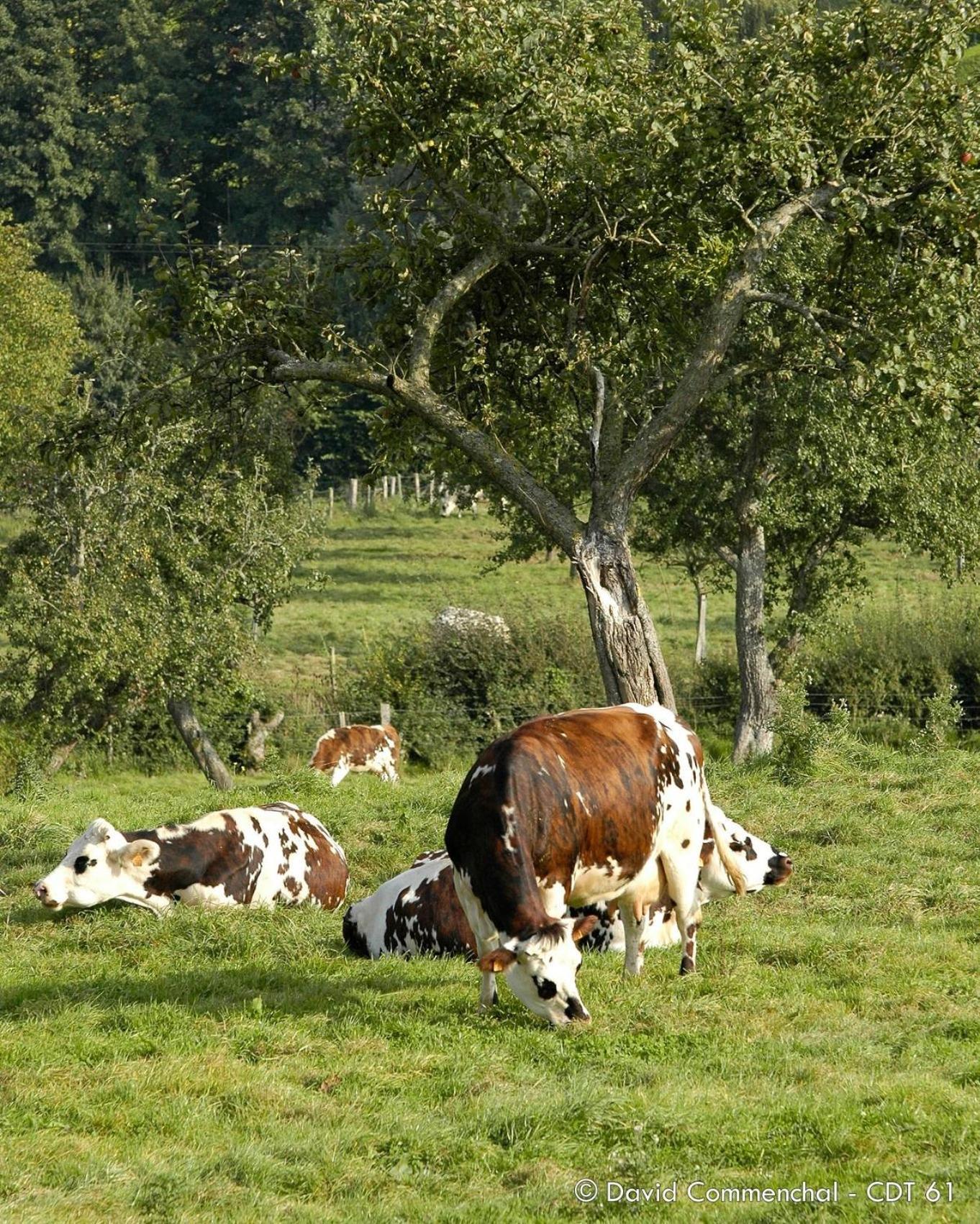 Gite "Le Refuge" Dans Un Domaine De 7Ha Au Calme Vimoutiers Luaran gambar