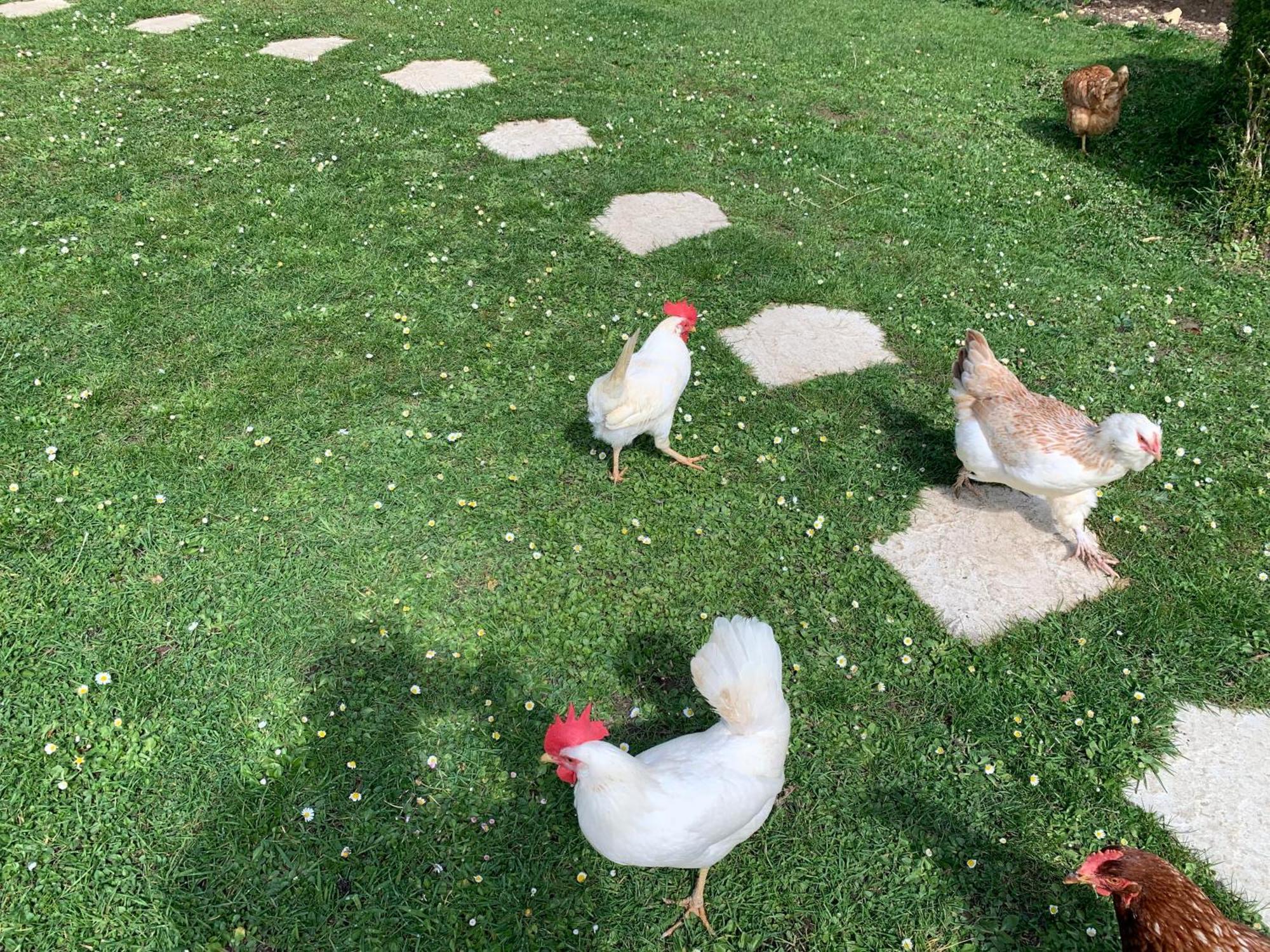 Gite "Le Refuge" Dans Un Domaine De 7Ha Au Calme Vimoutiers Luaran gambar
